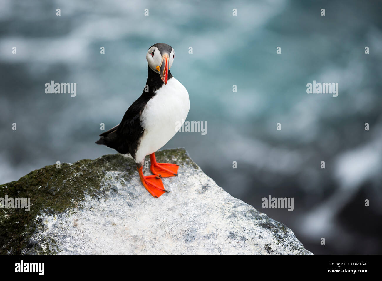 Papageitaucher (Fratercula Arctica) auf einer Klippe über dem Meer, Skoruvíkurbjarg Vogelklippen, Halbinsel Langanes, Region Nord-Ost Stockfoto