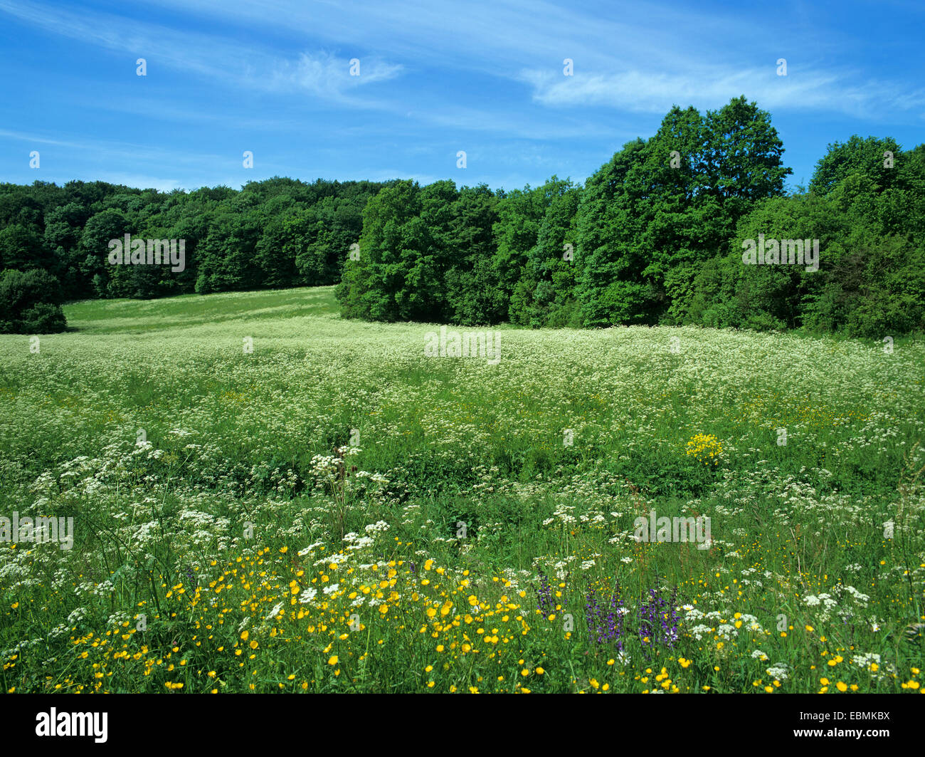 Wiesen im Sommer, Thüringen, Deutschland Stockfoto