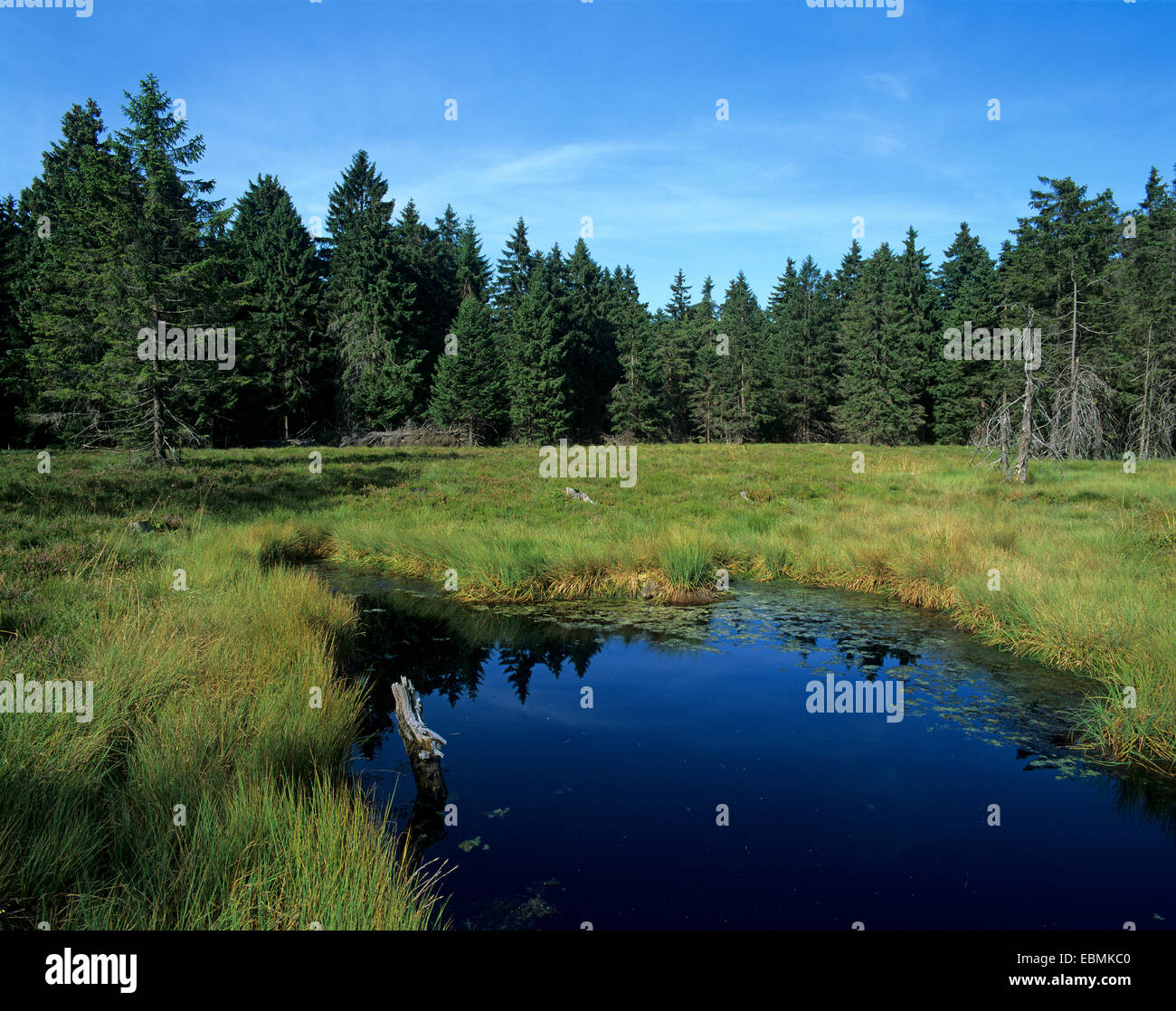 Schuetenbergmoor, Moor mit Moor, Schützenbergmoor Nature Reserve, Oberhof, Thüringen, Deutschland Stockfoto