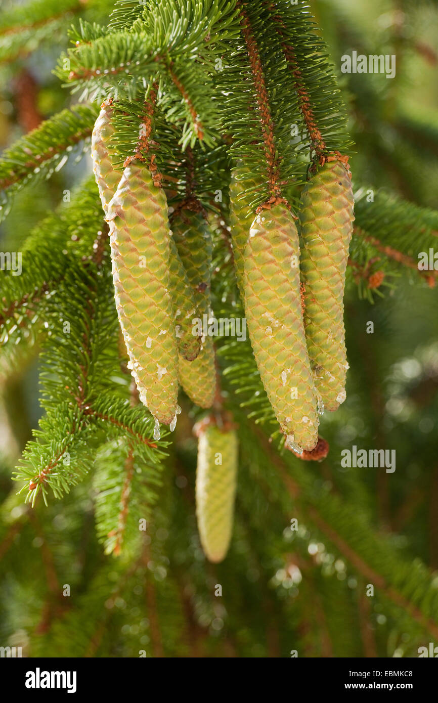 Grüne Zapfen von Fichten (Picea Abies), Erfurt, Thüringen, Deutschland Stockfoto