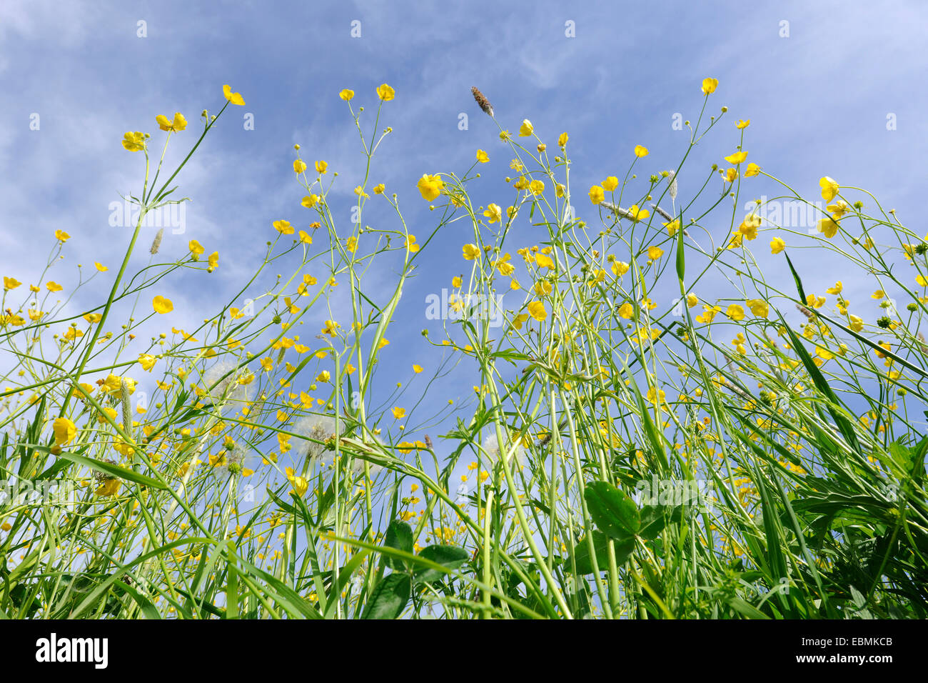 Wiese Butterblumen, hoch Butterblumen oder riesige Hahnenfuß (Ranunculus Acris), in Blüte vor blauem Himmel, Thüringen, Deutschland Stockfoto