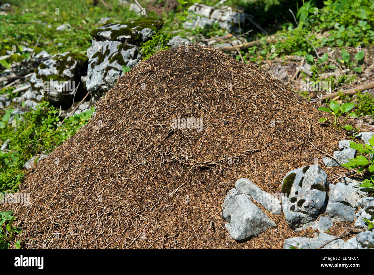 Ameisenhaufen von der Swiss Mountain Waldameisen (Formica Paralugubris), Parc Naturel Régional Jura Vaudois, Schweiz Stockfoto