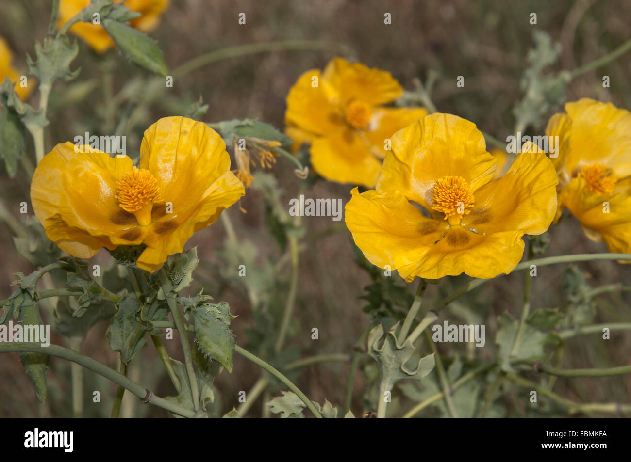 Gelb gehörnten Mohn oder gelbe Hornpoppy (Glaucium Fluvum), Katerini, Zentralmakedonien, Griechenland Stockfoto
