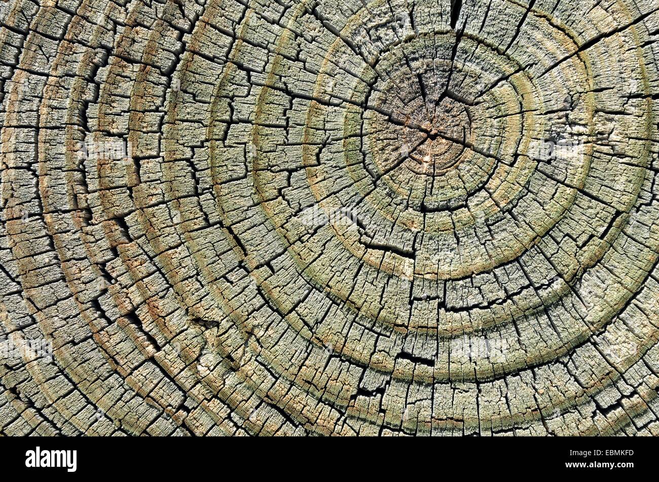 Verwitterte Kiefer Holz, Querschnitt, Carizzo, Arizona, Vereinigte Staaten von Amerika Stockfoto