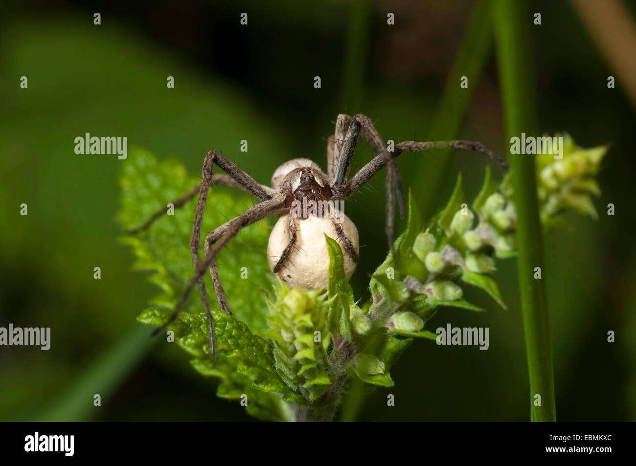 Kindergarten Web Spinnenarten (Pisaura Mirabilis) mit ihrem Ei-Sac Naturschutzgebiet Mönchbruch, Mörfelden, Hessen, Deutschland Stockfoto