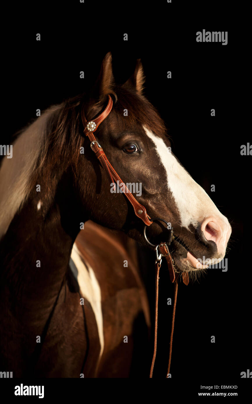 Paint Horse Wallach, Brown Tobiano, mit westlichen Zaum, ein Ohr Zaum Stockfoto