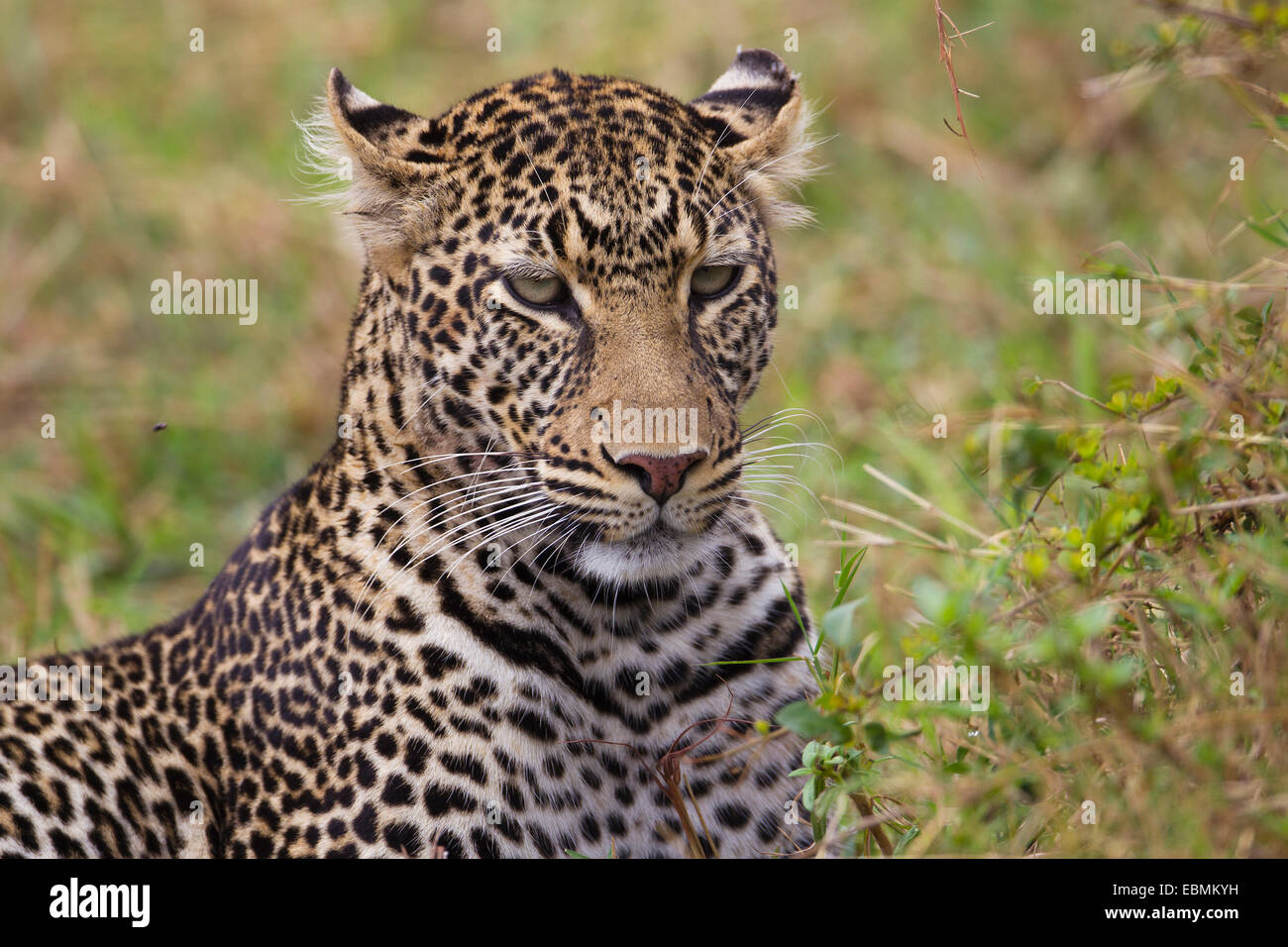 Leopard (Panthera Pardus), Porträt, Massai Mara, Serengeti, Provinz Rift Valley, Kenia Stockfoto