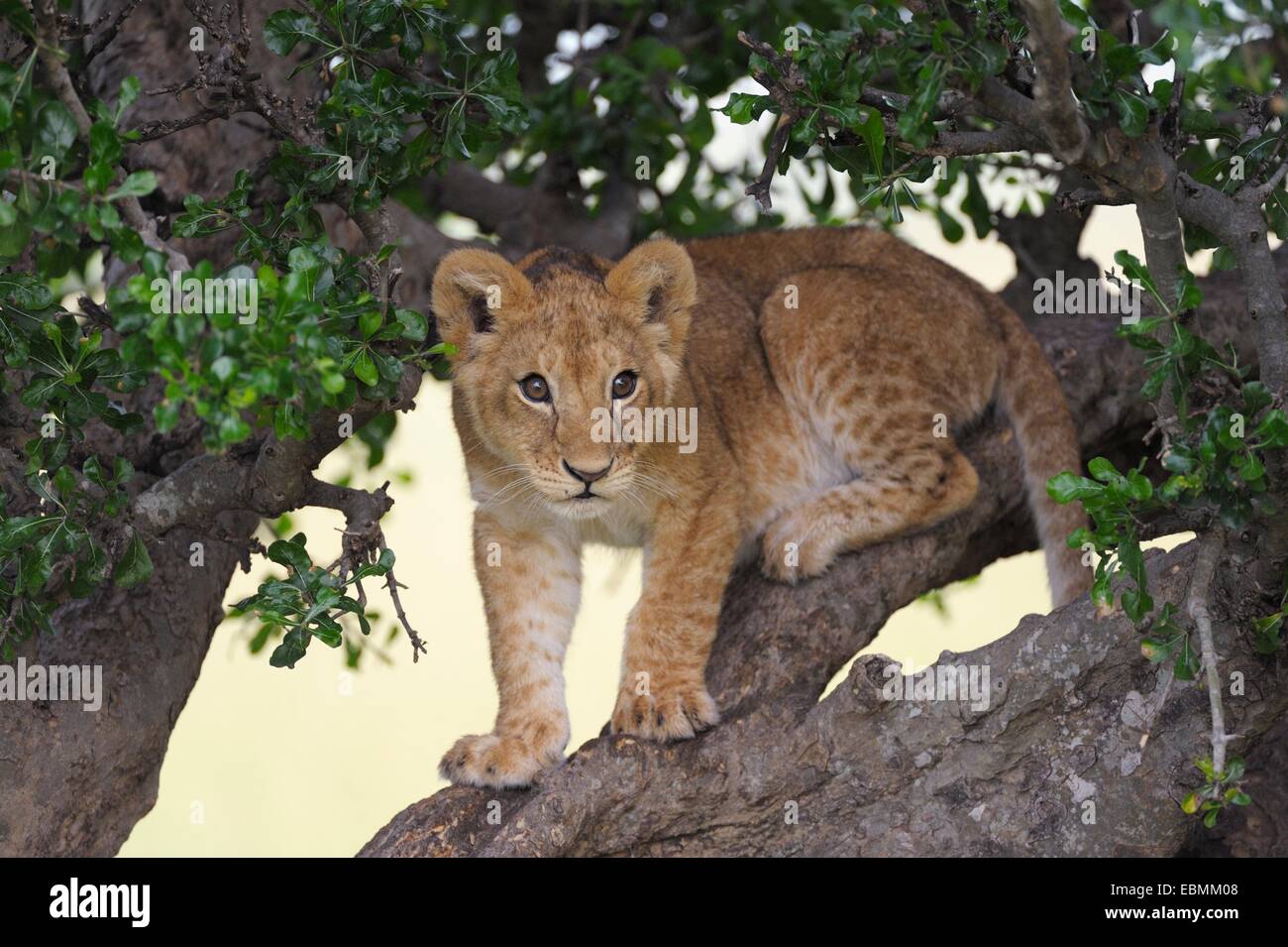 Löwe (Panthera Leo) Cub Klettern in einem Baum, Massai Mara, Serengeti, Provinz Rift Valley, Kenia Stockfoto