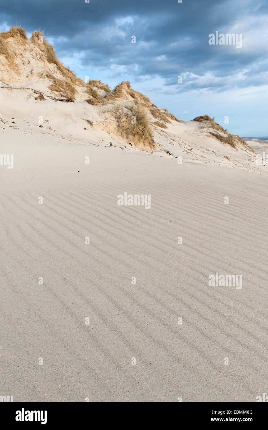 Dünen mit Strandhafer, Ringköbing Fjord, Nymindegab, Jütland, Dänemark Stockfoto