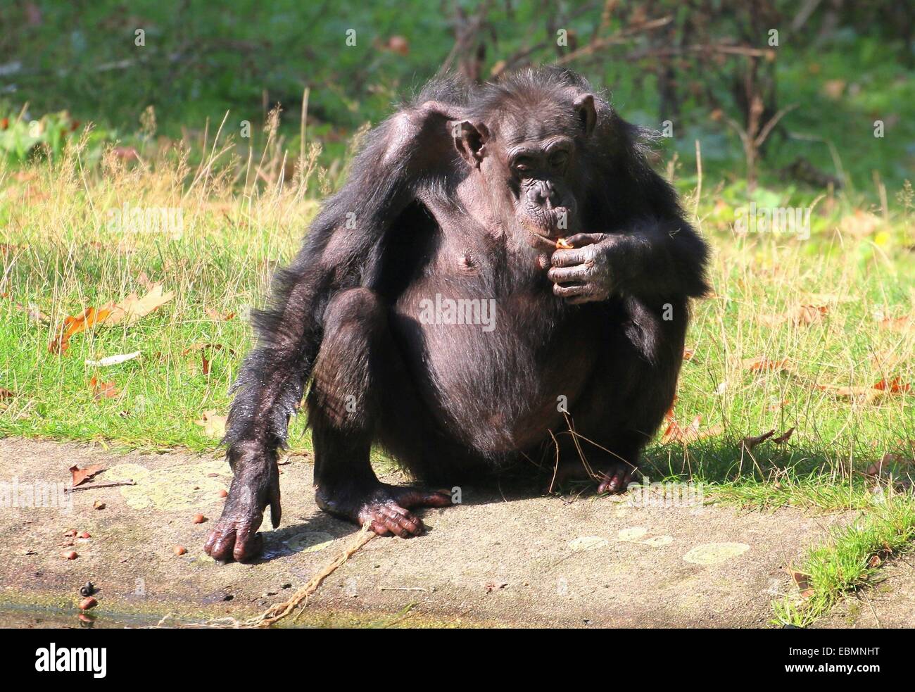 Reife gemeinsame Schimpanse (Pan Troglodytes) Verzehr von Nüssen im Zoo von Burgers' Bush Arnheim, Niederlande Stockfoto