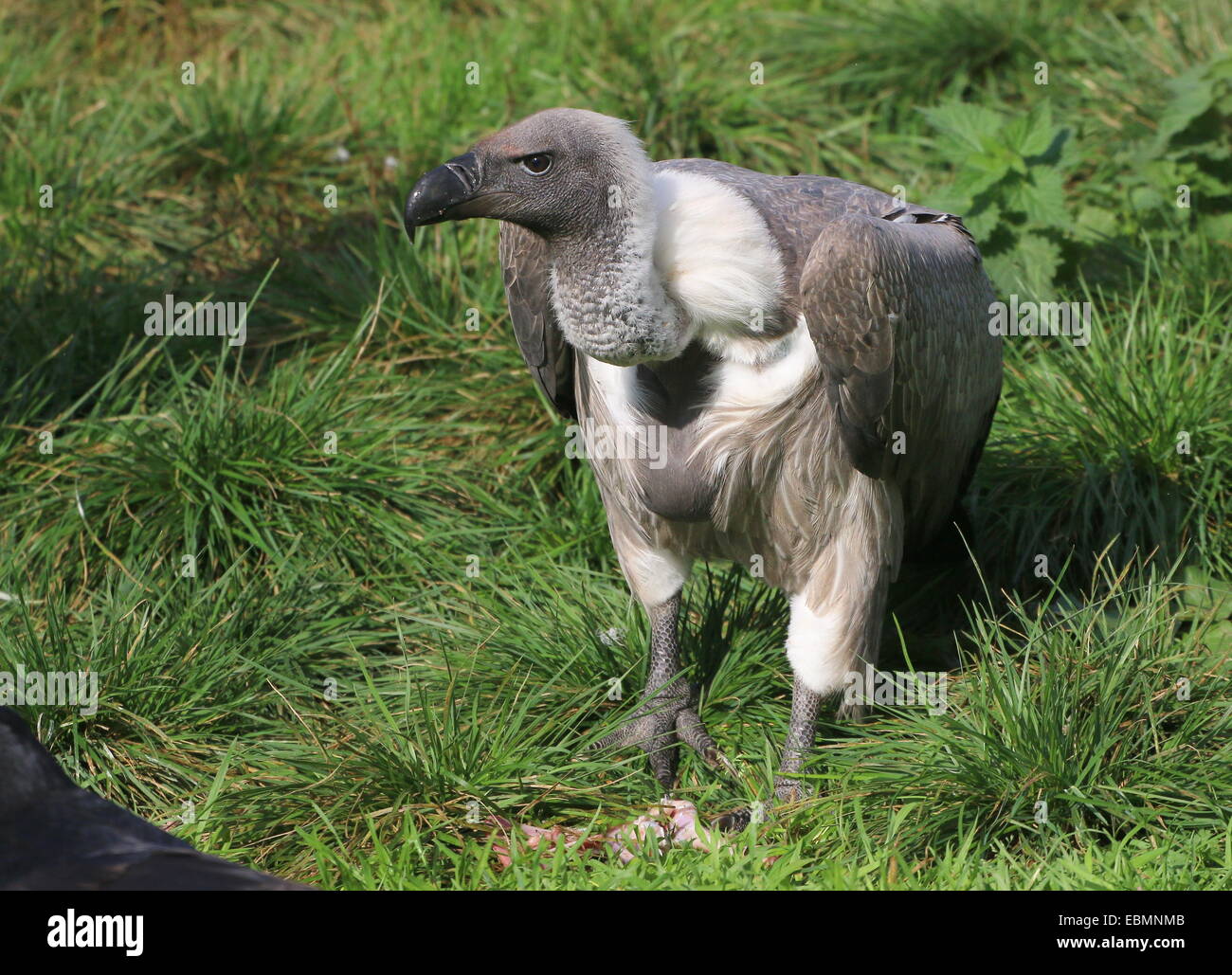 Afrikanische Weißrückenspecht Geier (abgeschottet Africanus) Stockfoto