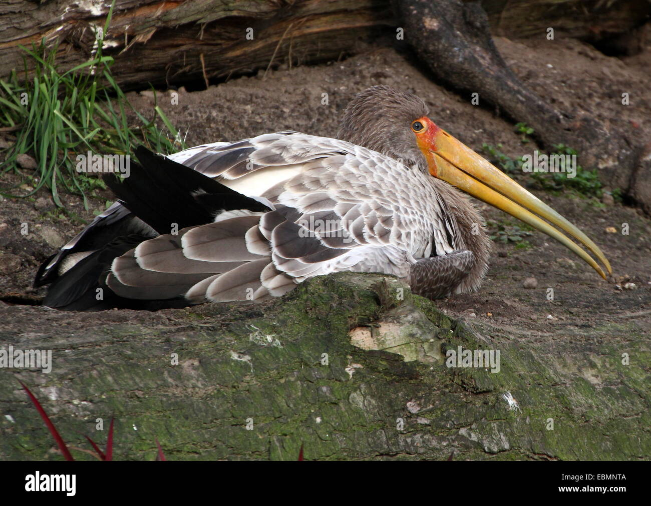 Noch juvenile Yellow-billed Storch (Mycteria Ibis) ruhen, während auf th Boden liegend Stockfoto