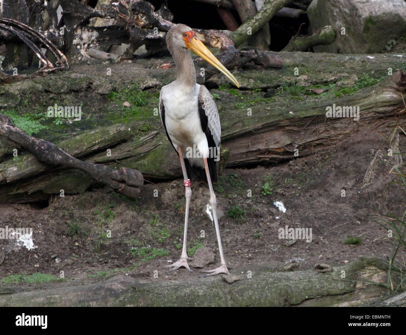 Afrikanische Yellow-billed Storch (Mycteria Ibis) Stockfoto