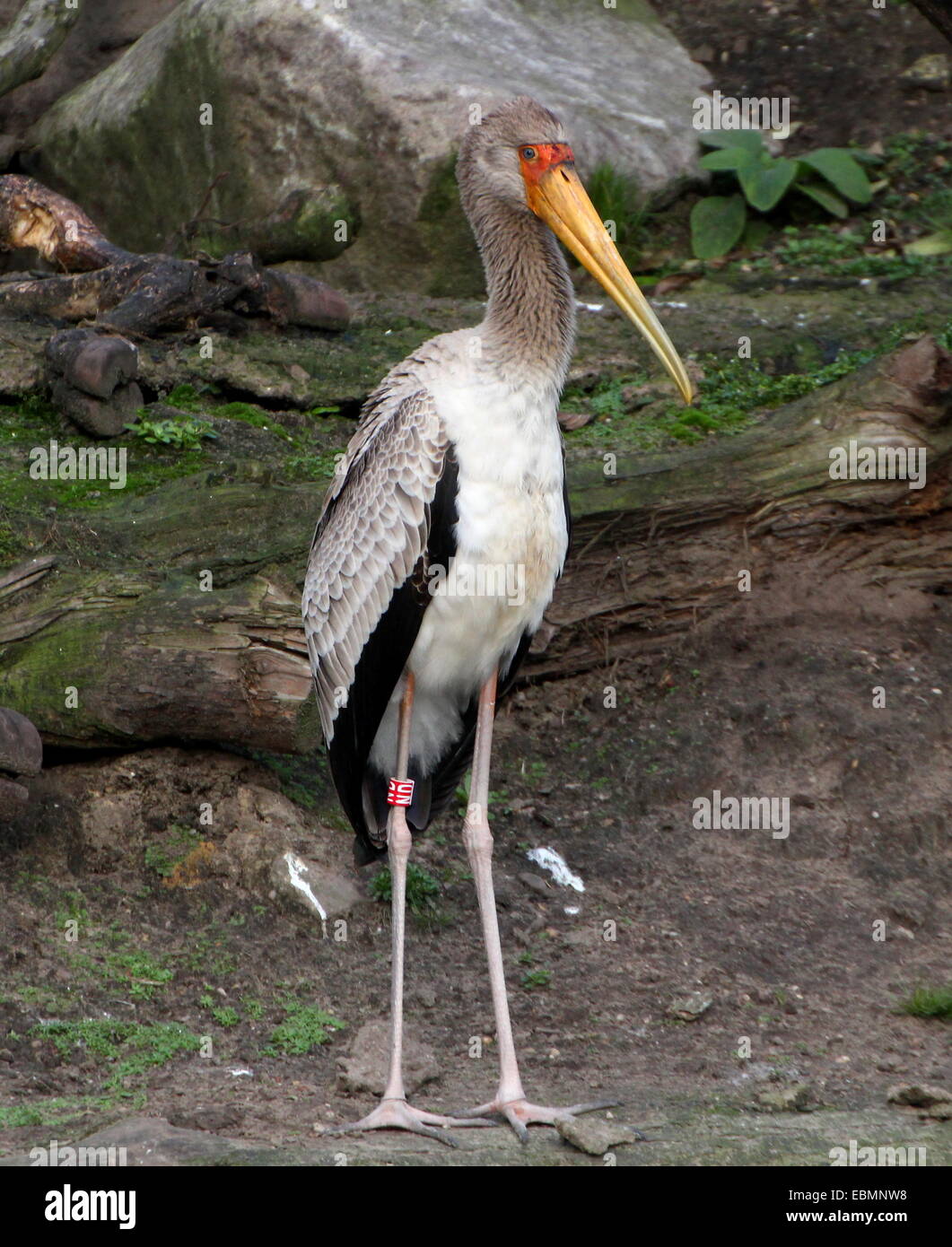 Juvenile afrikanischen Yellow-billed Storch (Mycteria Ibis) Stockfoto