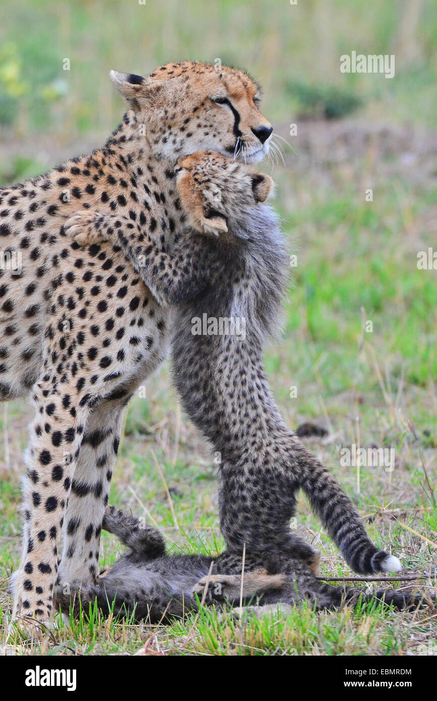 Masai Mara Cheetah Stockfoto