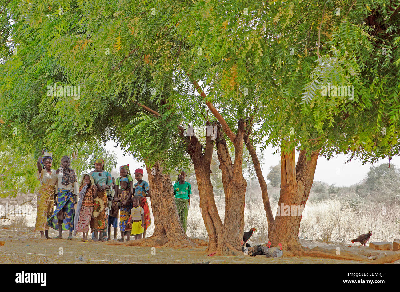 Mädchen stehen unter Bäumen, Badjengo, Garoua, Nord Region, Kamerun Stockfoto