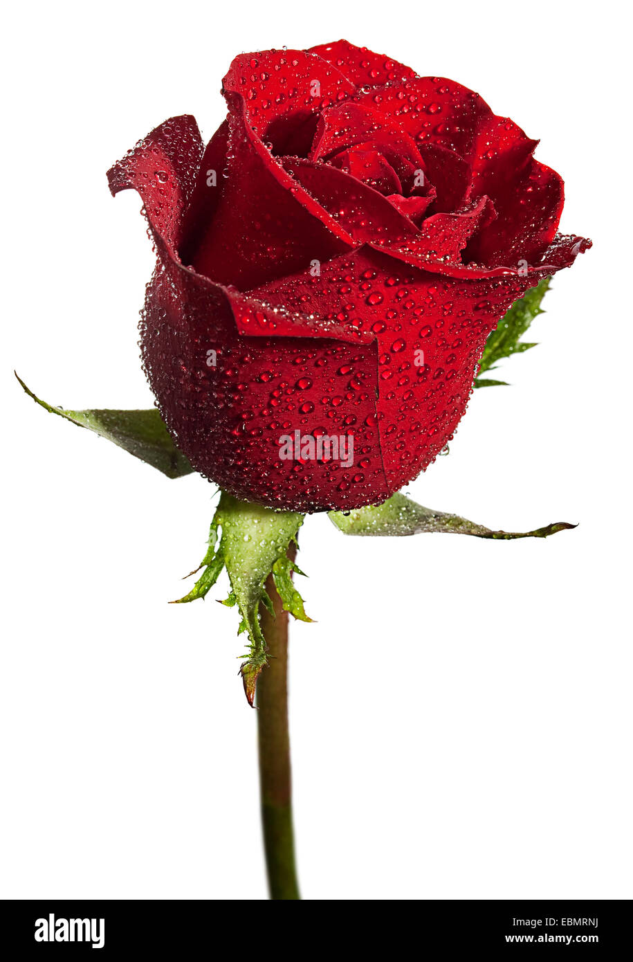 Rote rose Nahaufnahme mit Wasser Tropfen Hintergrund Stockfoto