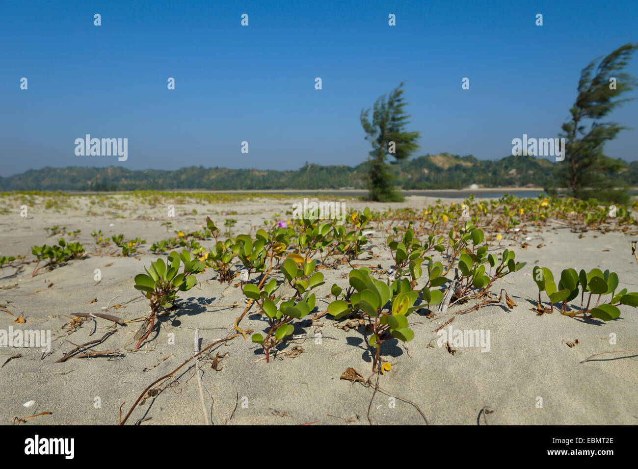 Pflanzen wachsen in den Sand, Cox Bazar Strand, Bangladesch Stockfoto