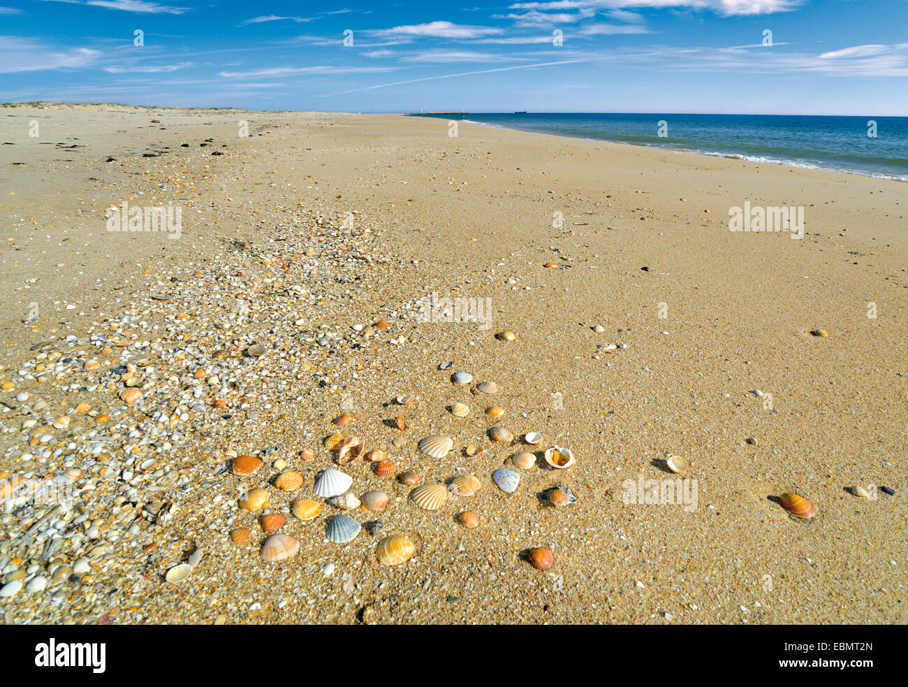Portugal, Algarve. Muscheln am Strand Praia Das Conchas auf Ilha Deserta Natur Park Ria Formosa in Faro Stockfoto