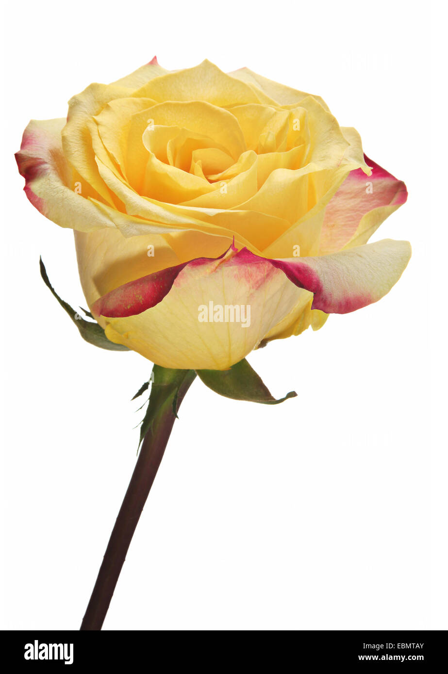 Gelbe rose Nahaufnahme auf Hintergrund isoliert Stockfoto