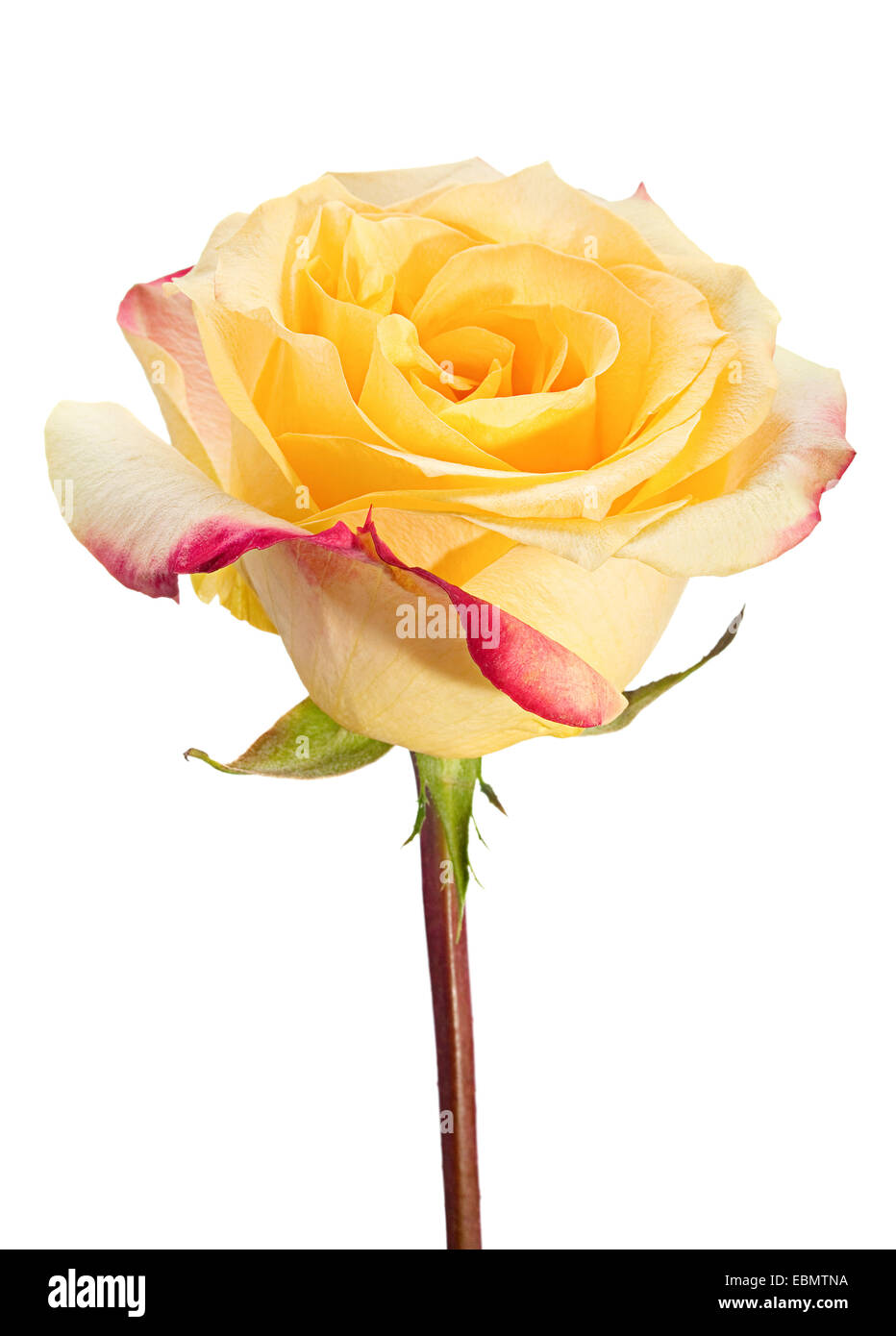 Gelbe rose Nahaufnahme auf Hintergrund isoliert Stockfoto