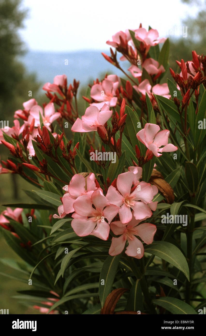 Oleander Nerium Oleander Bluhen Stockfoto Bild 76063003 Alamy