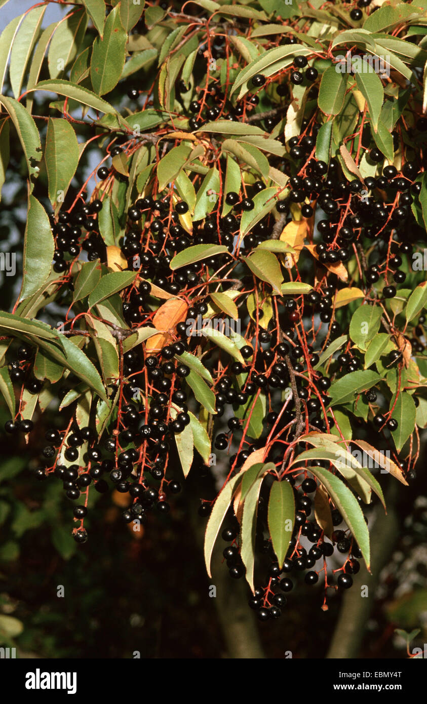 wilde Kirsche (Prunus Serotina), Zweig mit reifen Früchten, Deutschland Stockfoto