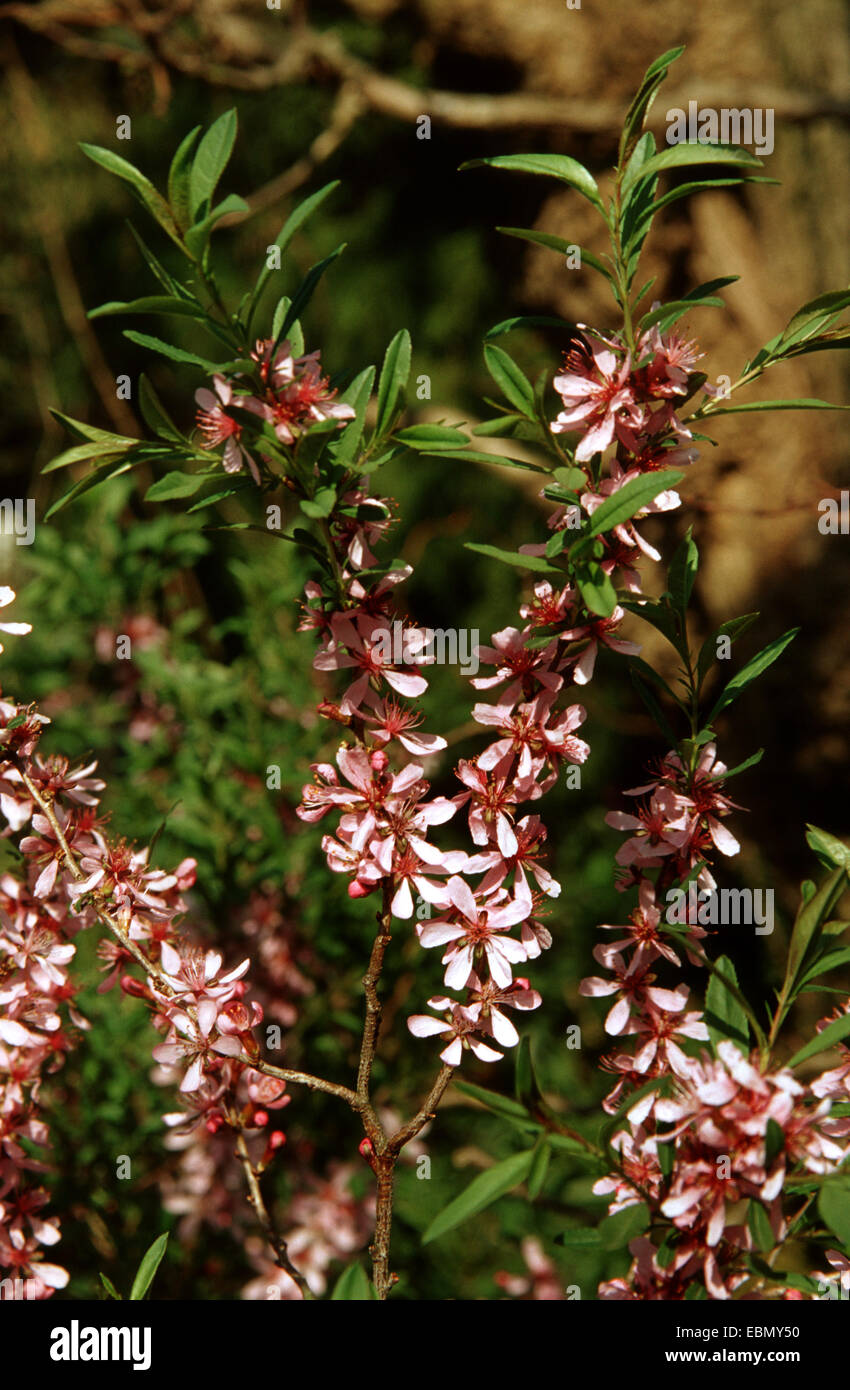 Zwerg russischen Mandel, russische Mandel (Prunus Tenella), blühen Stockfoto