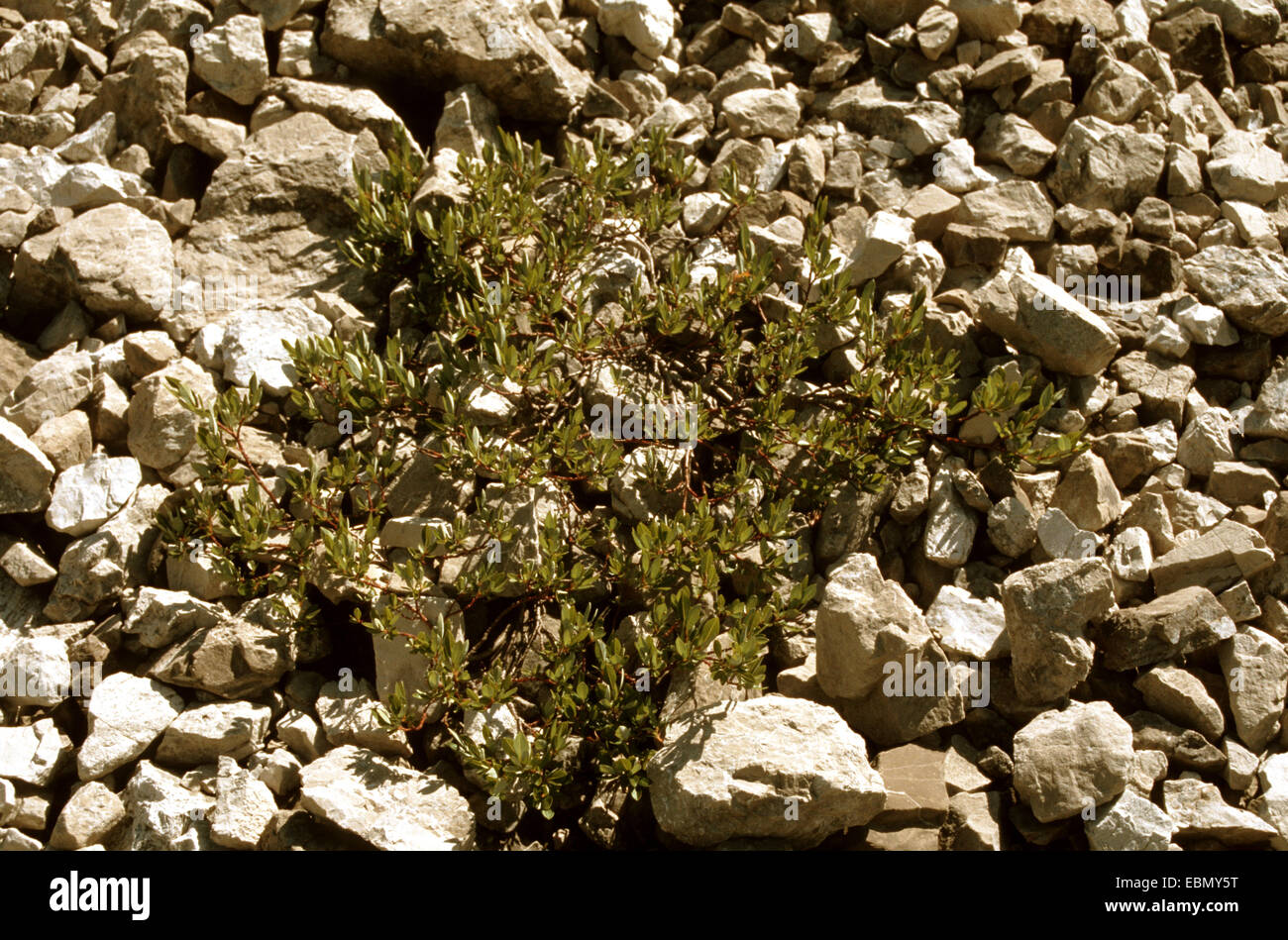 Fein gezahnte Weide (Salix Breviserrata), auf steinigen Boden Stockfoto