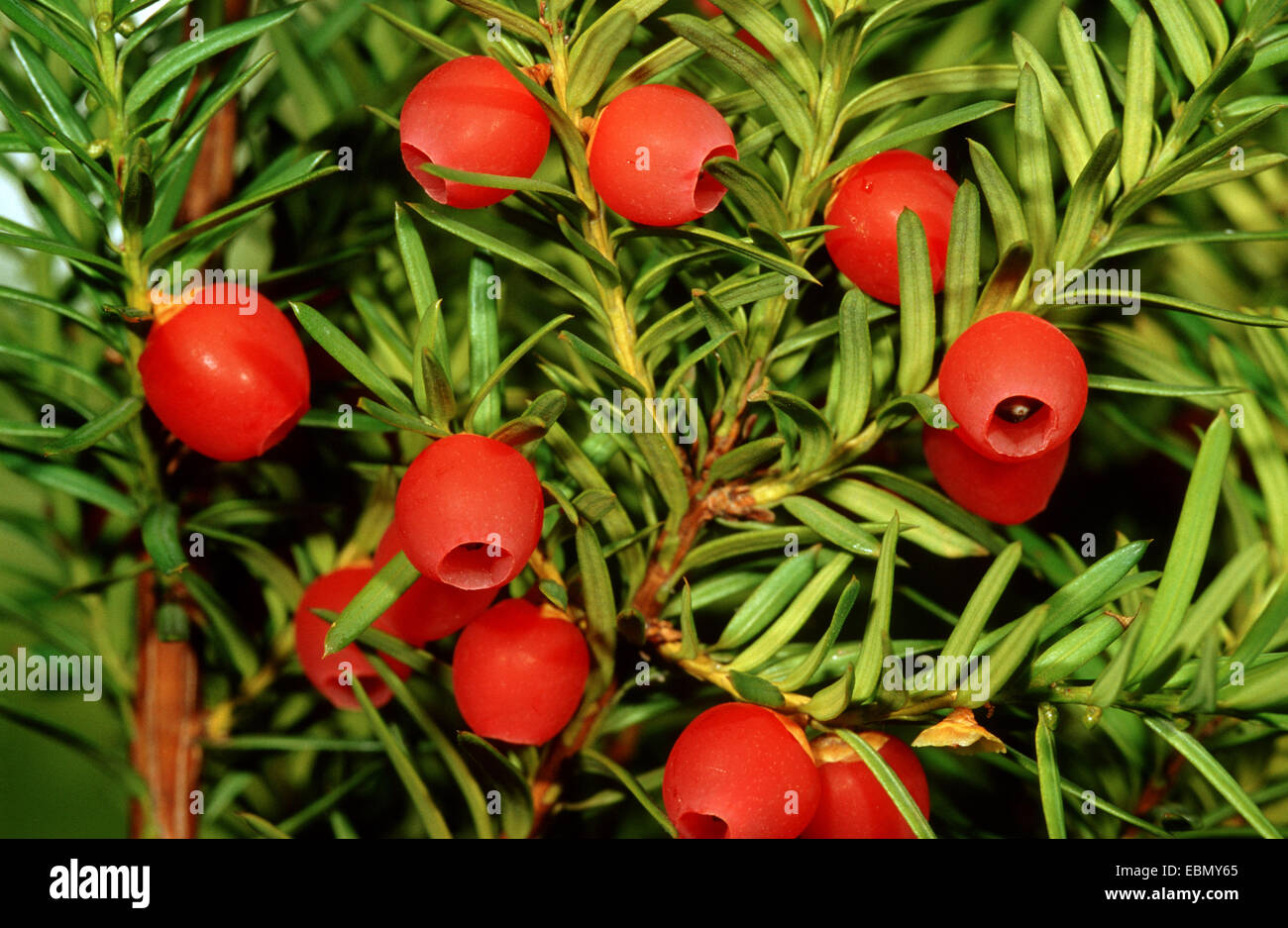 Englische eibensamen Fotos und Bildmaterial in hoher Auflösung Alamy