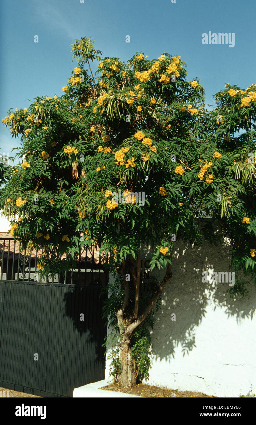 gelbe Trumpetbush, gelbe Glöckchen, gelb elder Stans