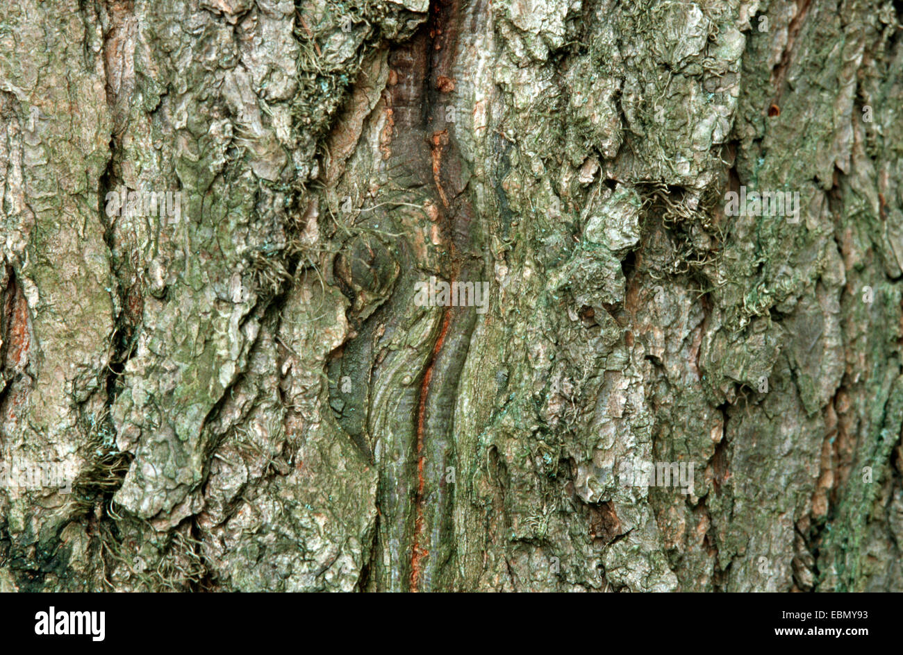 Kentucky Coffeetree (Gymnocladus Dioicus), Rinde Stockfoto