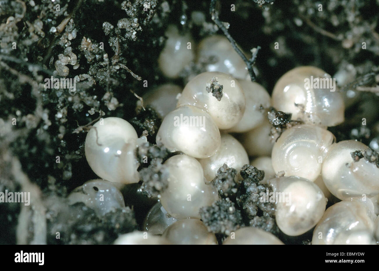 Römische Schnecke, Schnecken, Schnecken Schnecke, essbare Schnecken, Apfelschnecke, Weinrebe Schnecke, Weinberg Schnecke, Rebe-Schnecke (Helix Pomatia), Eiern und jungen Schnecken Stockfoto