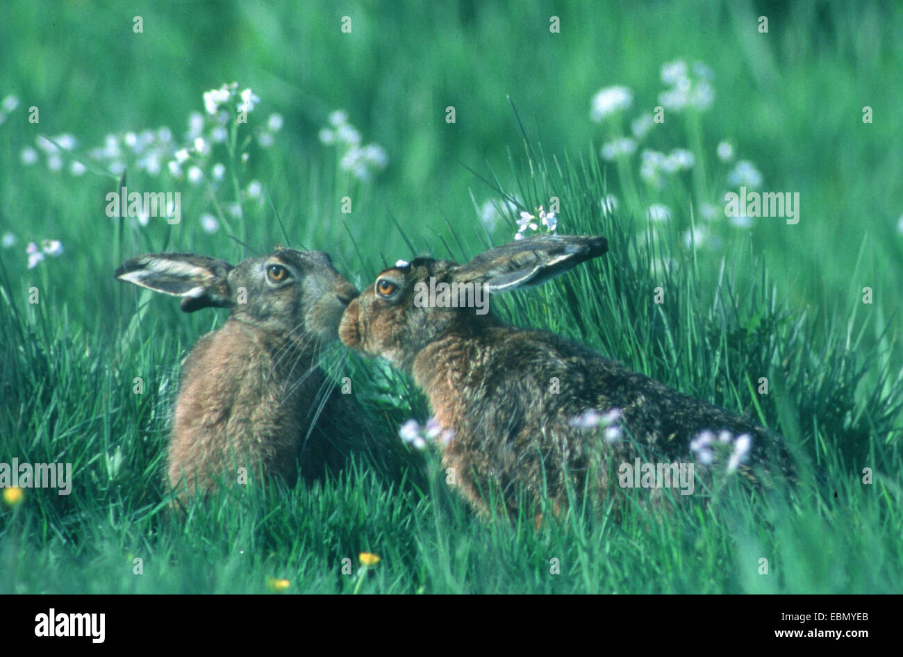 Feldhase, Feldhasen (Lepus Europaeus), zwei Hasen schnüffeln an einander, Deutschland, Niedersachsen Stockfoto