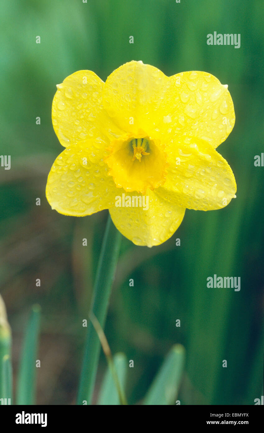 Narzisse (Narcissus spec.), Blume Stockfoto