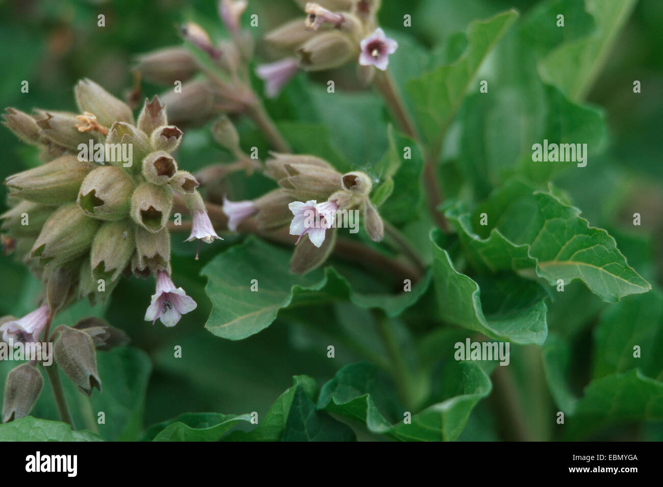 Physochlaina Physaloides (Physochlaina Physaloides, Physochlaina