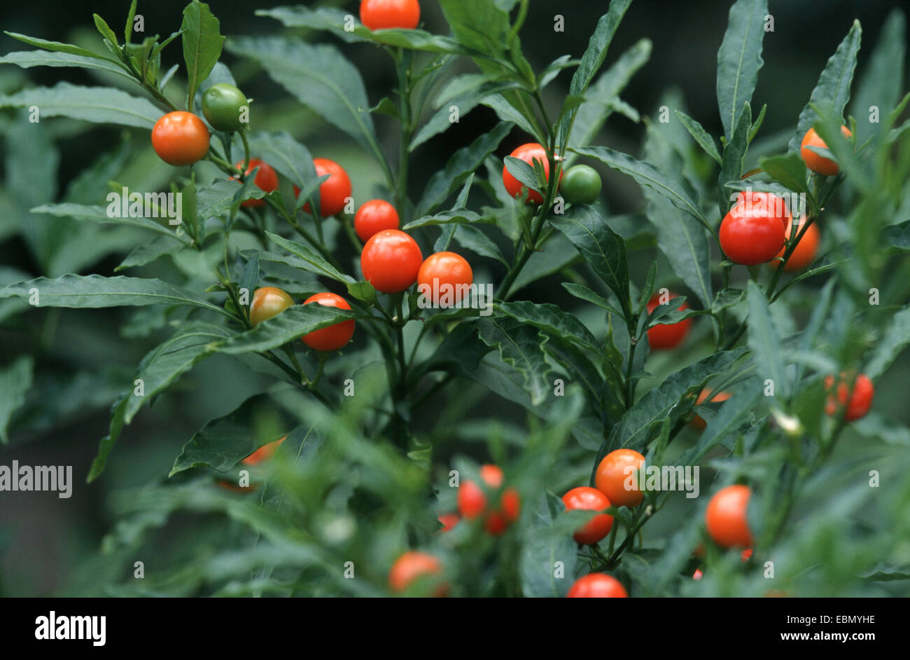Jerusalem Kirsche (Solanum Pseudo-Capsicum, Solanum Pseudocapsicum), Strauch mit Früchten Stockfoto