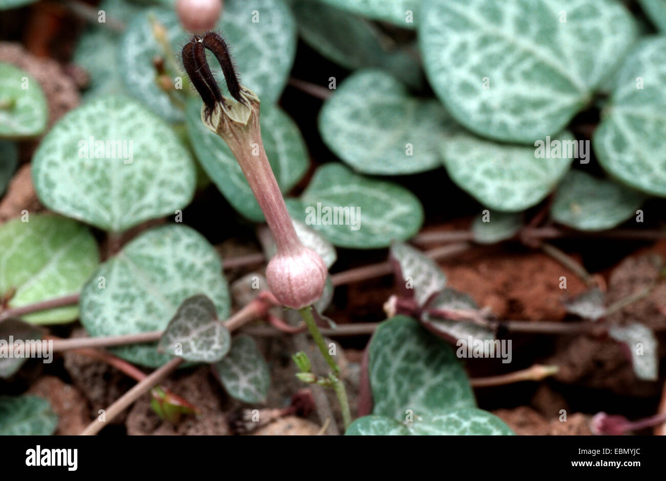 Zeichenfolge von Herzen, Rosenkranz-Rebe (Ceropegia chinesischen, Ceropegia Linearis SSP chinesischen), Blumen und Blätter Stockfoto