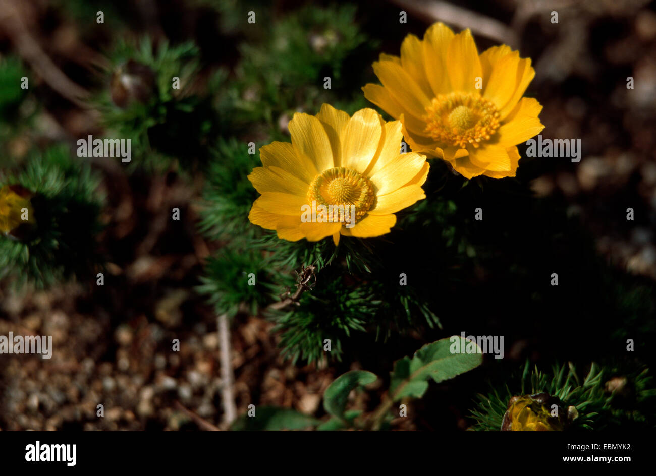 Frühlings-Adonis (Adonis Vernalis), blühende Pflanzen, Deutschland Stockfoto