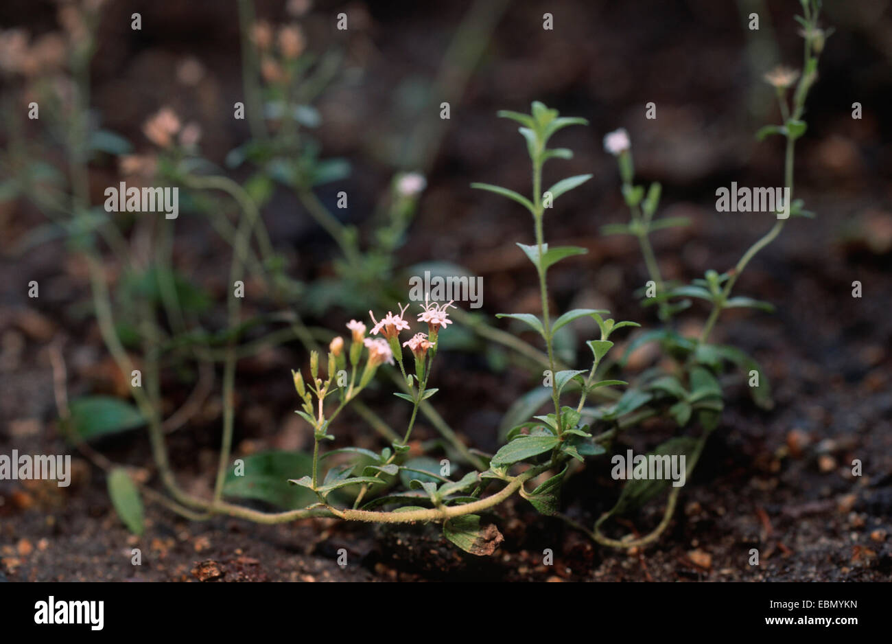 Stevia (Stevia Rebaudiana), blühende Pflanze Stockfoto