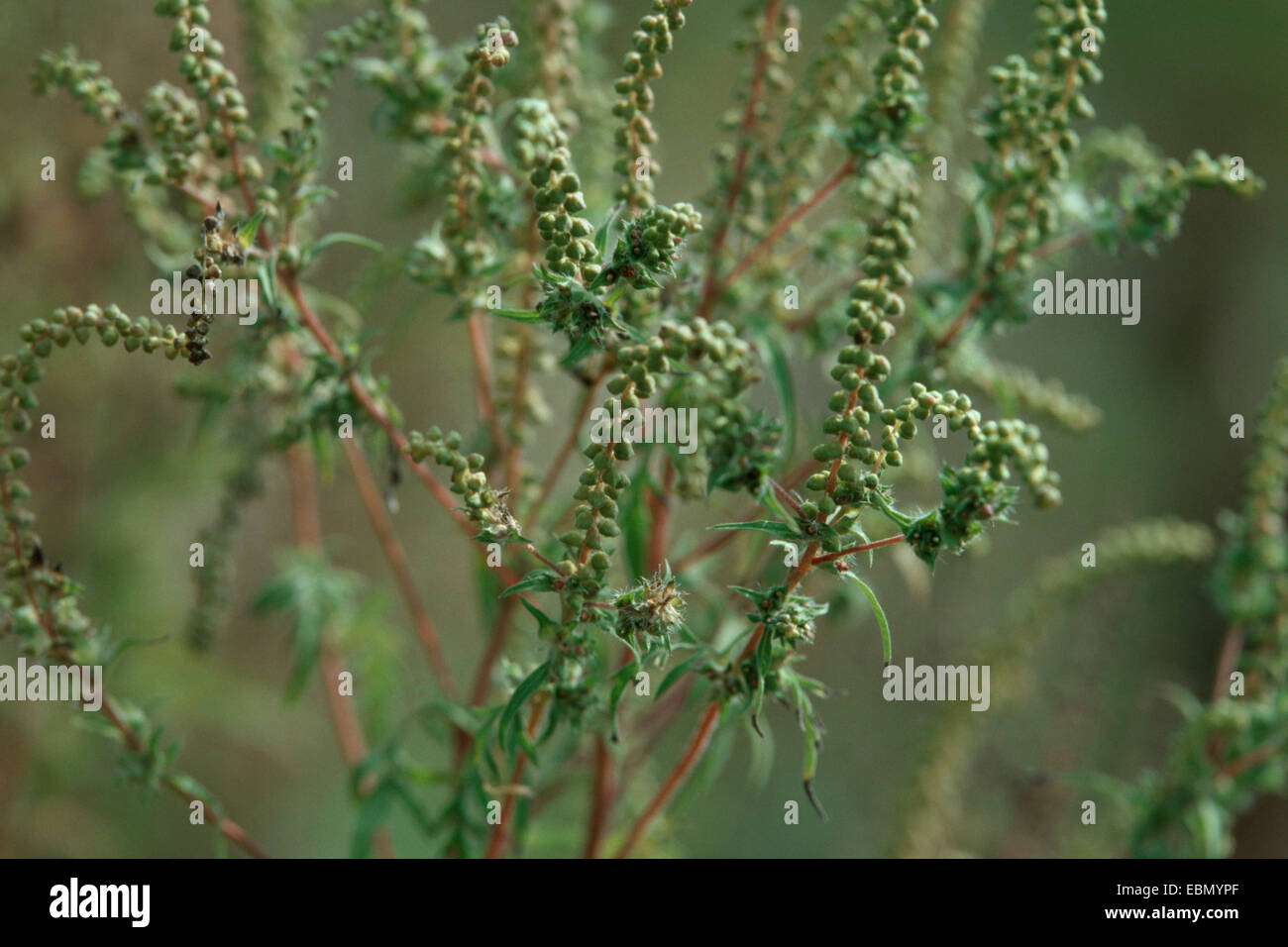 jährliche Ambrosia, Hog-Weed, römischer Wermut (Ambrosia Artemisiifolia ...
