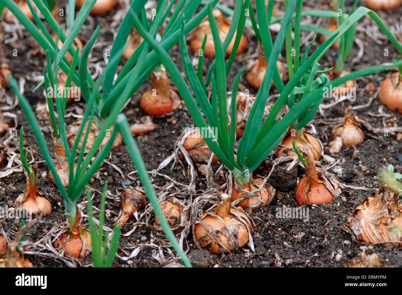 Garten-Zwiebel, Birne Zwiebel, gemeinsame Zwiebel (Allium Cepa), Gemüsebeet Stockfoto