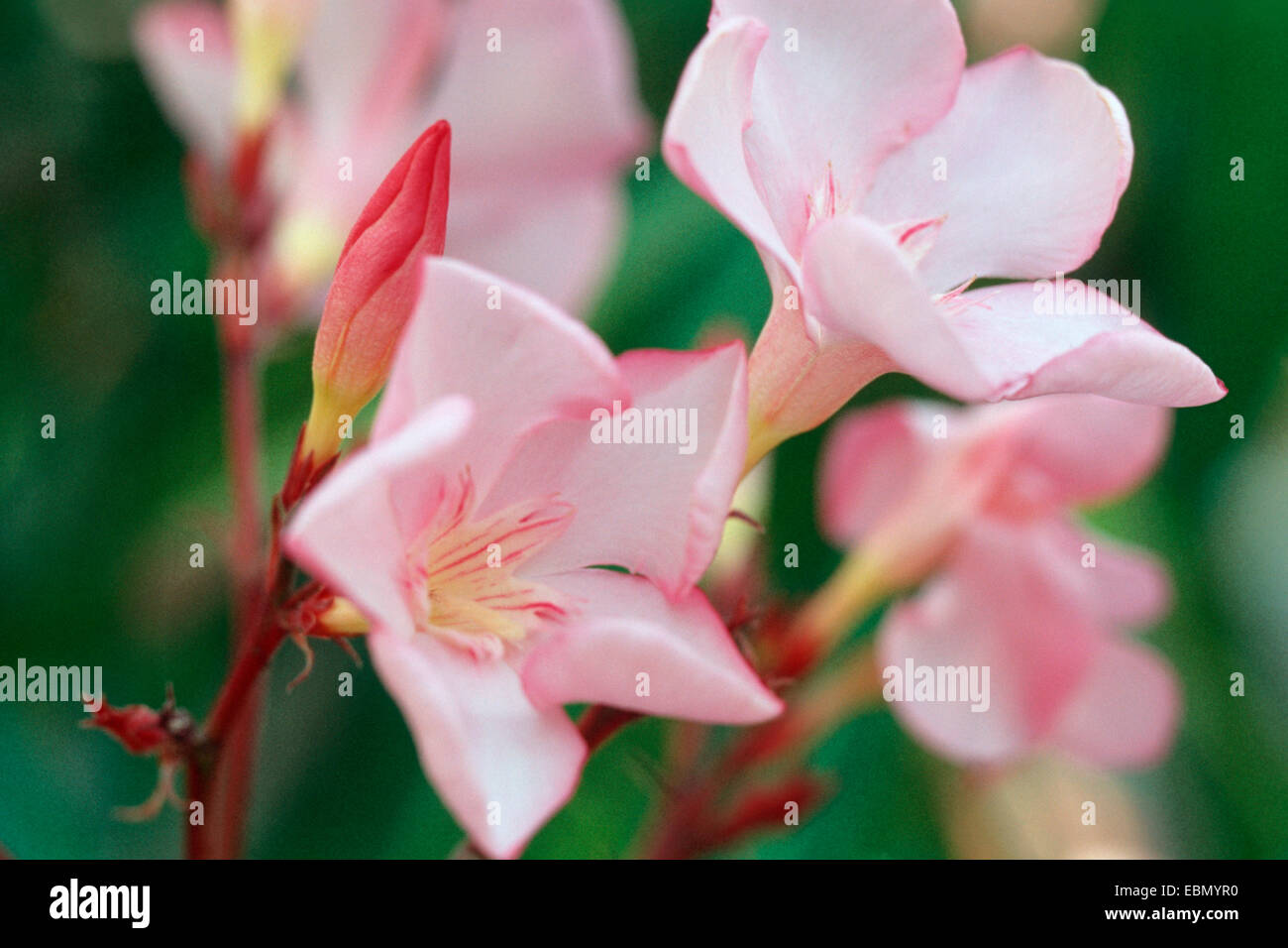 Oleander (Nerium Oleander), Blüten Stockfoto