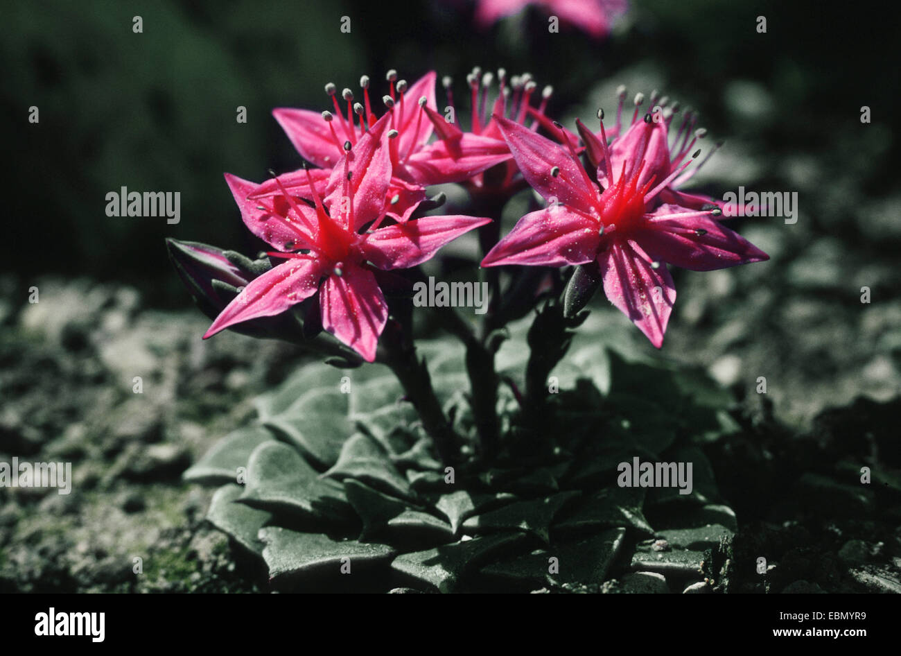 Graptopetalum bellum tacitus -Fotos und -Bildmaterial in hoher Auflösung –  Alamy