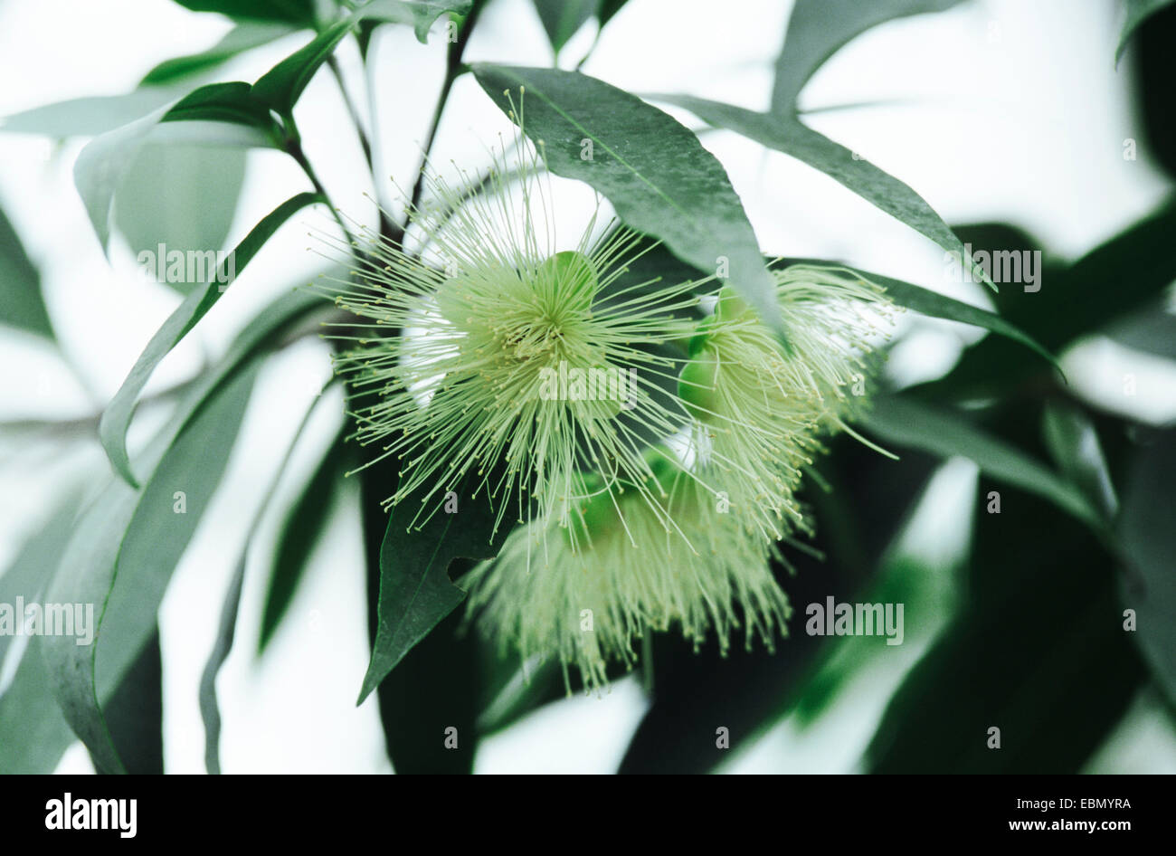 Malabar Pflaume, Roseapple, Rosenapfel (Syzygium Jambos), blühen Stockfoto