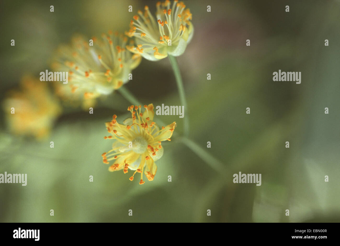 großblättrige Linde, Linde (Tilia Platyphyllos), Blume, Deutschland Stockfoto