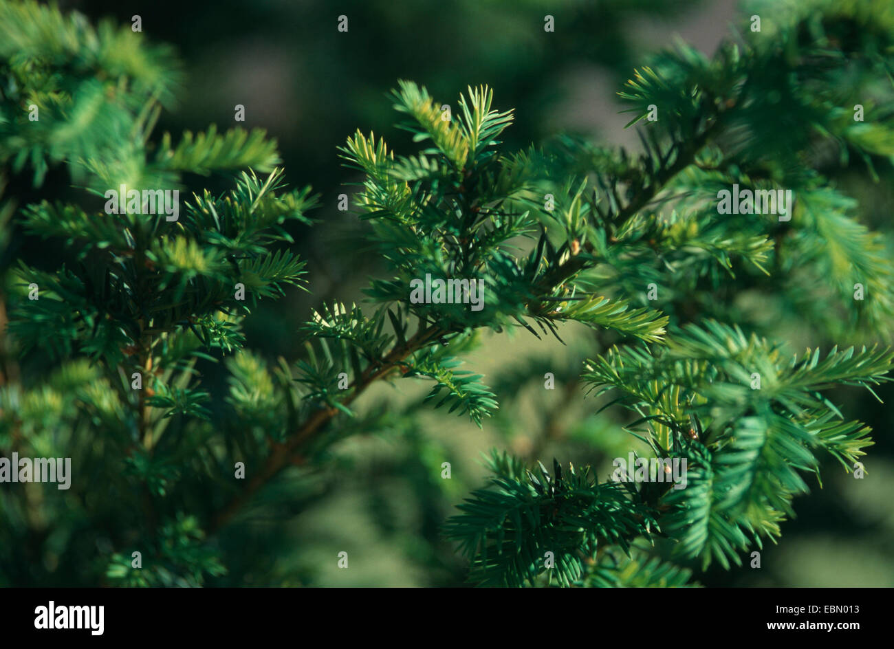 Eibe bltter -Fotos und -Bildmaterial in hoher Auflsung  Alamy