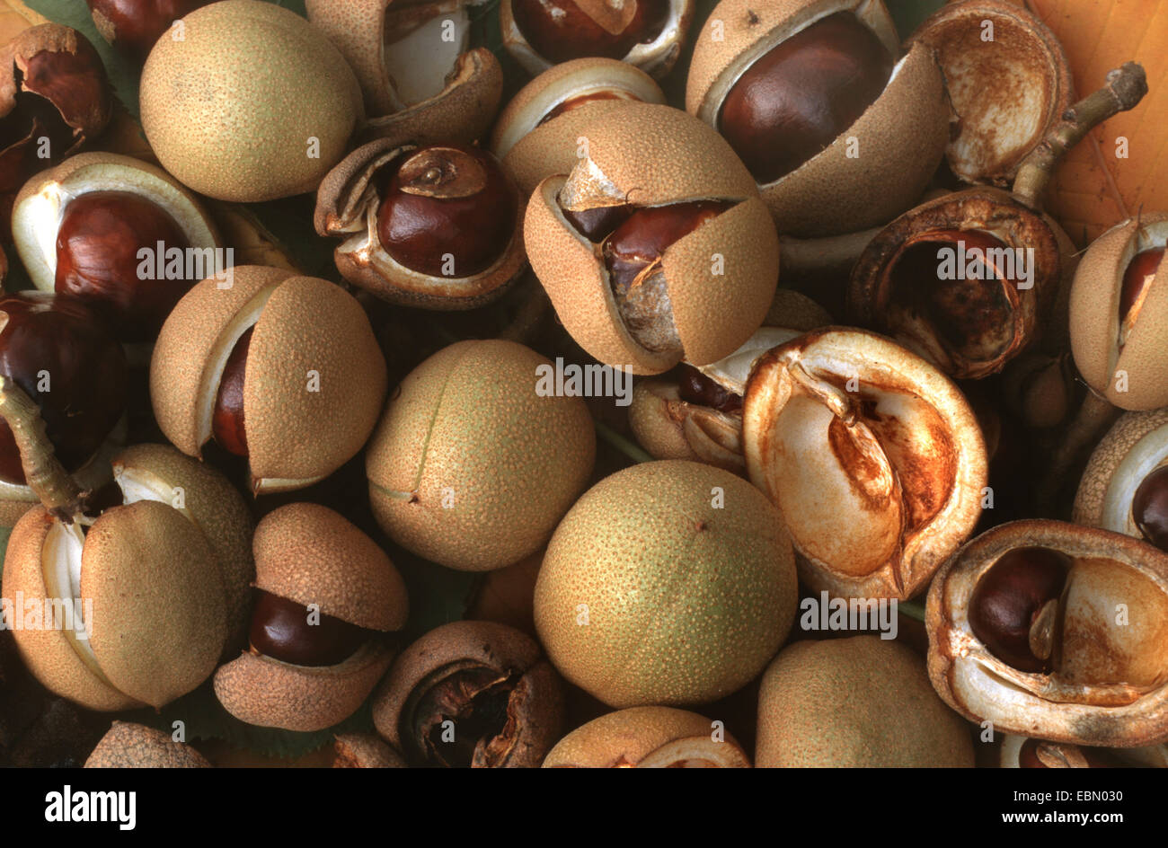 gelbe Rosskastanie (Aesculus Flava, Aesculus Octandra), Reife Früchte Stockfoto