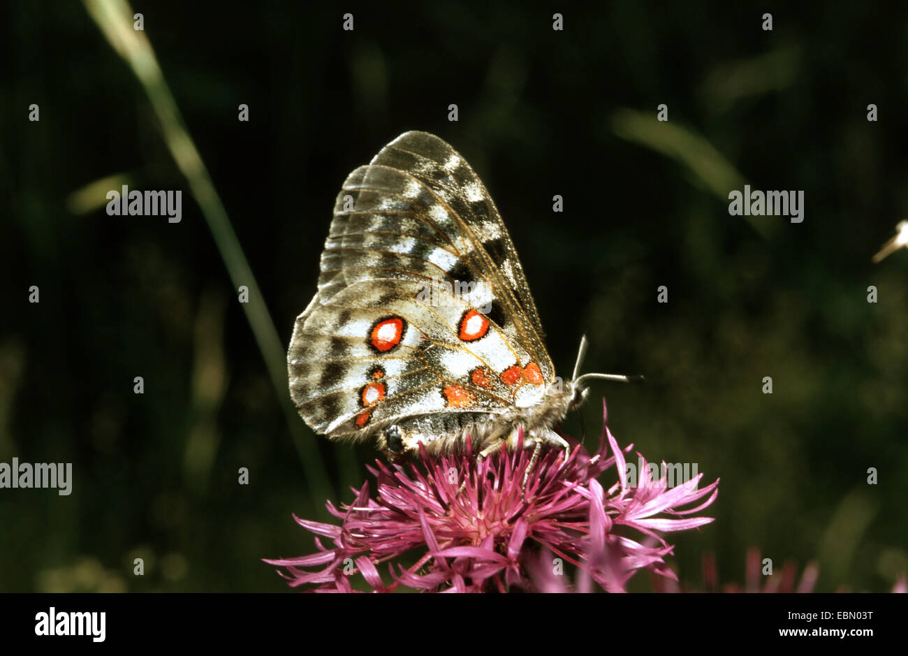 Apollo (schon Apollo), bei Flockenblume, Deutschland Stockfoto