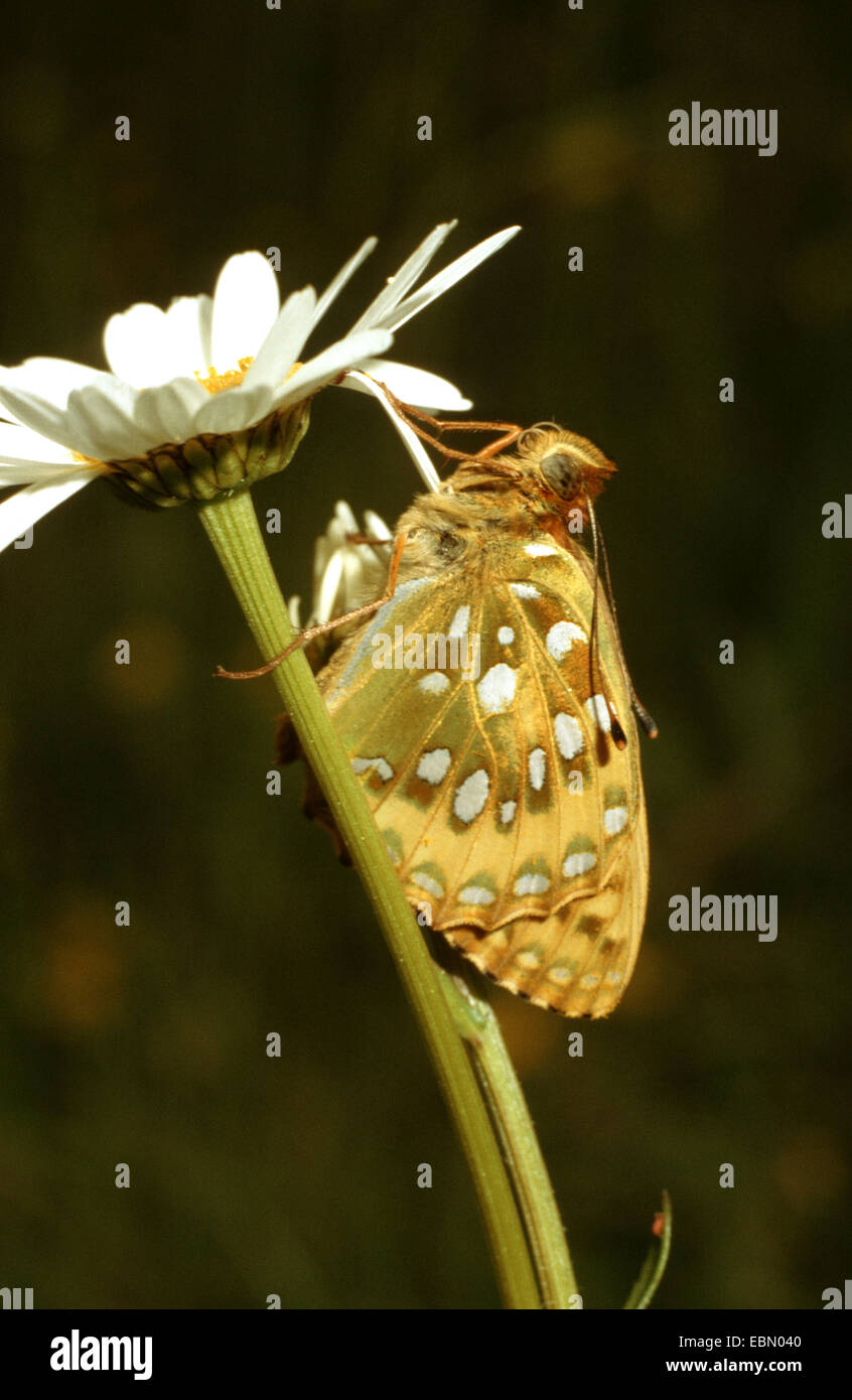 dunkel grün Fritillary (Argynnis Aglaja, Mesoacidalia Aglaja), Imago auf Daisy, Deutschland Stockfoto